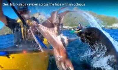 Seal Slaps Kayaker